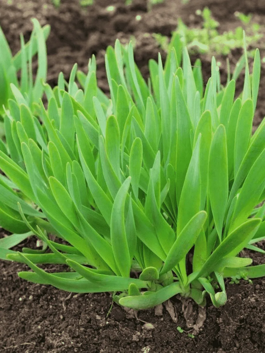 Лук слизун Лук слизун