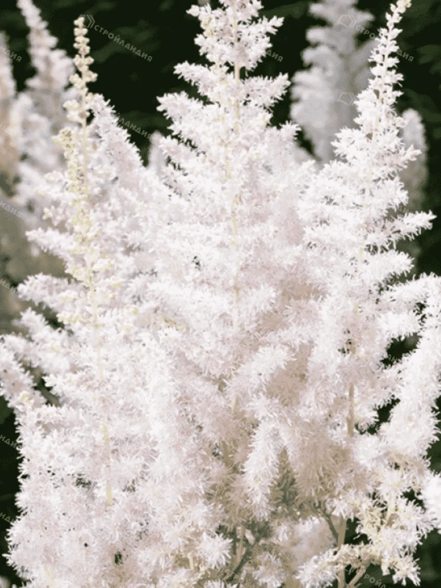 Астильба китайская Milk and Honey