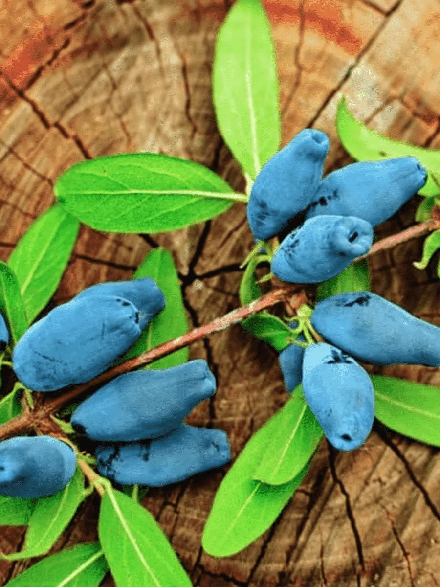 Жимолость плодовая Сувенир Жимолость плодовая Сувенир