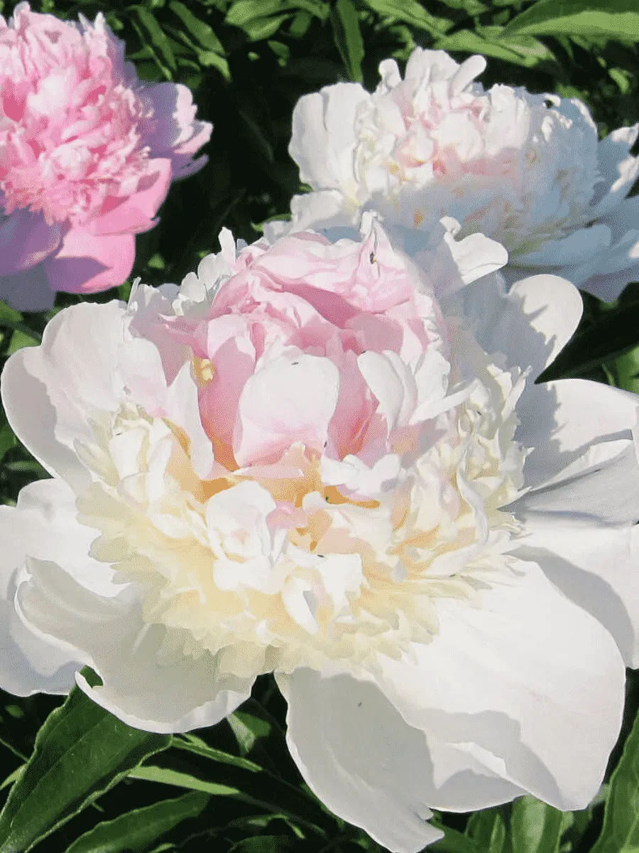 Пион Молочноцветковый Mister Ed