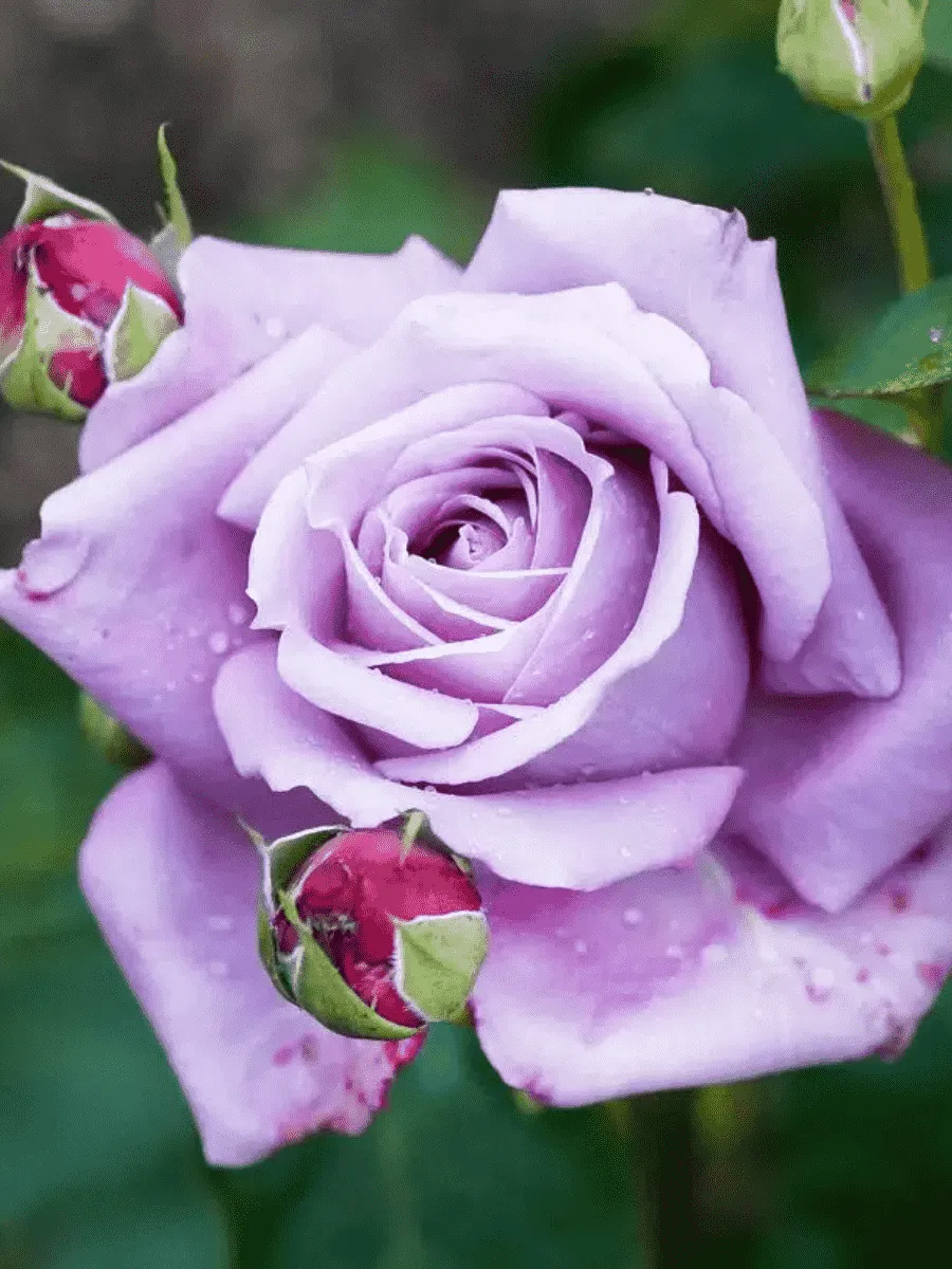 Роза Чайно-гибридная Mainzer Fastnacht