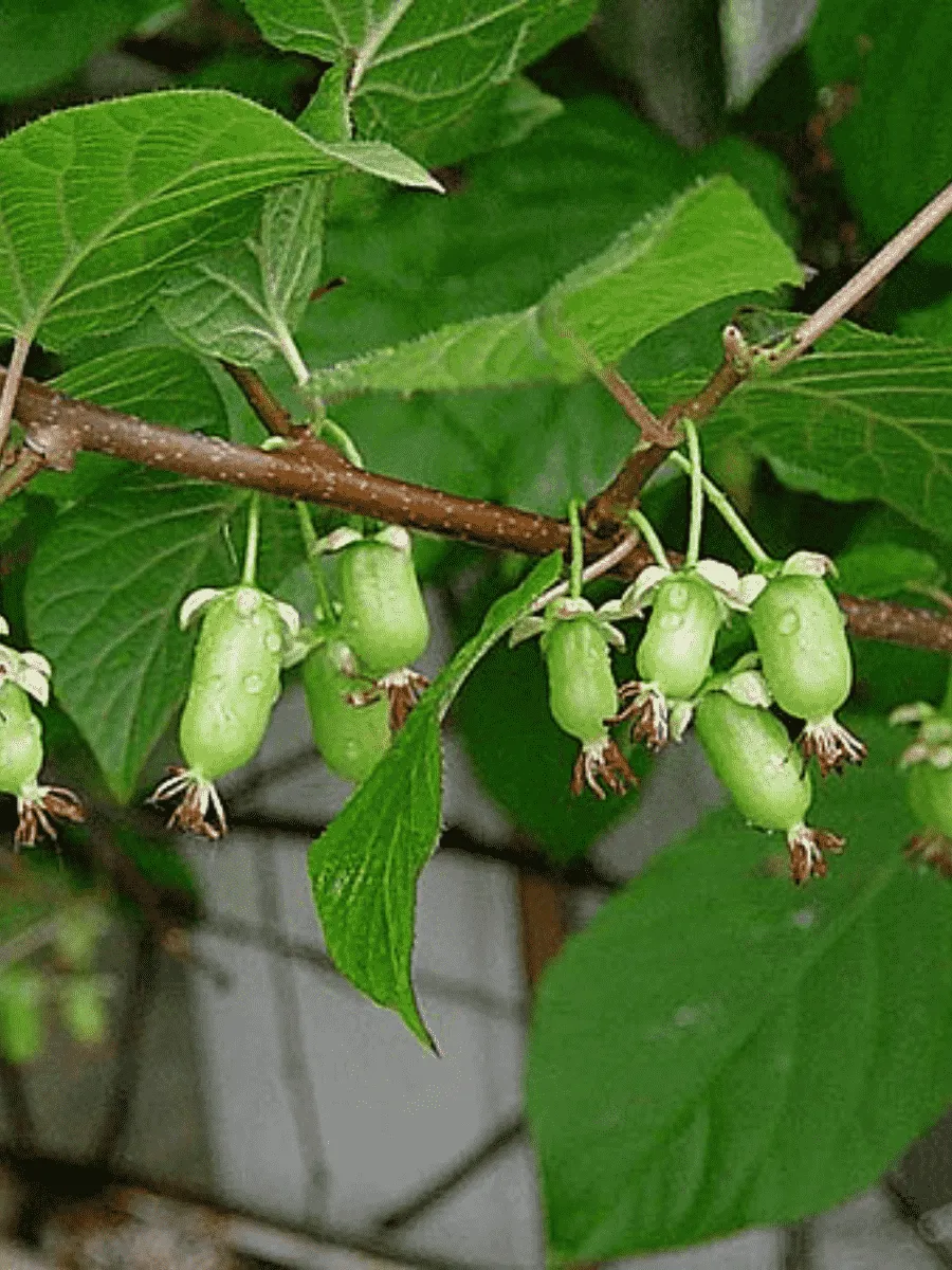 Актинидия коломикта Университетская Актинидия коломикта Университетская