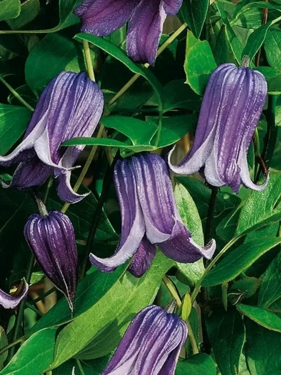 Клематис Rooguchi