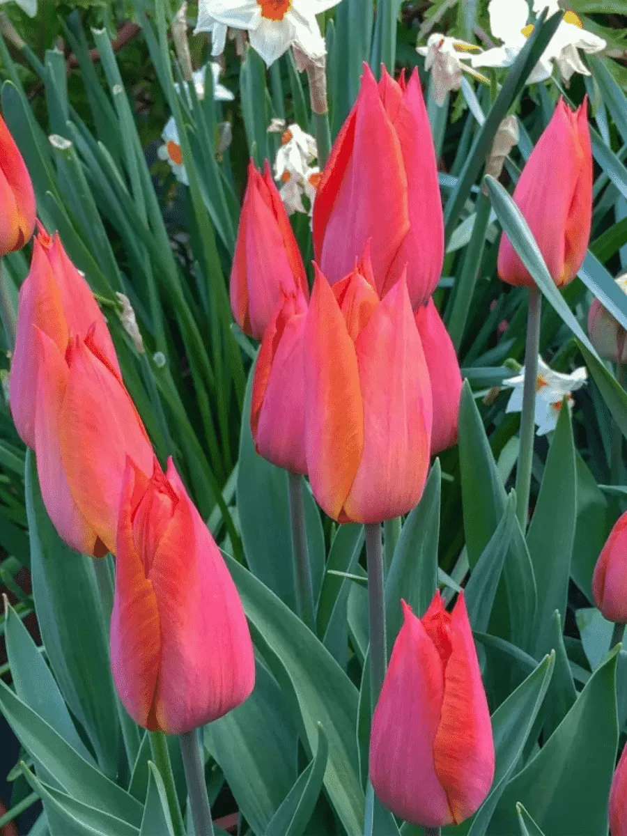 Тюльпан Temple's Favourite