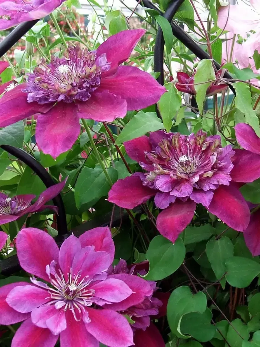 Клематис Temptation Клематис Temptation