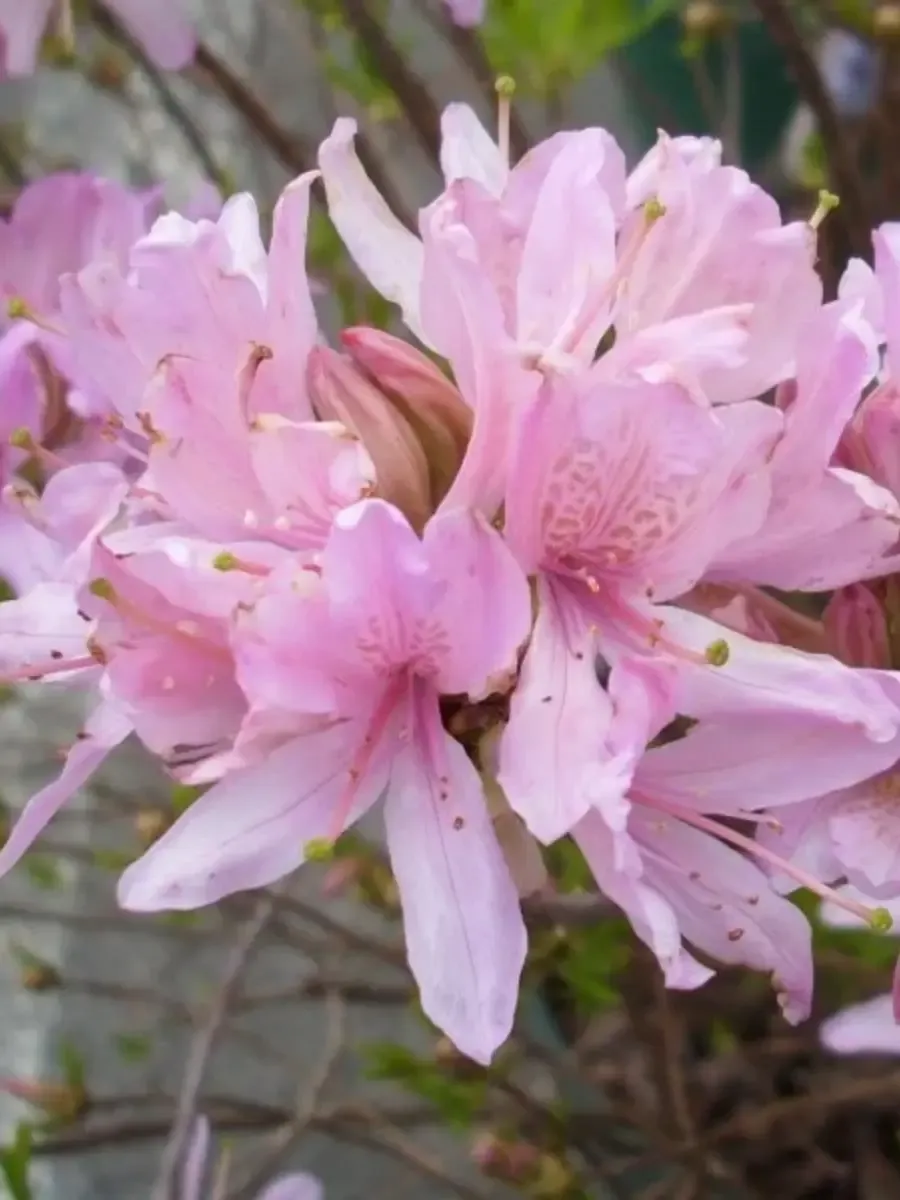 Азалия Western Lights