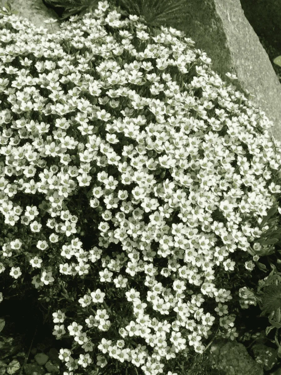 Песчанка Песчанка