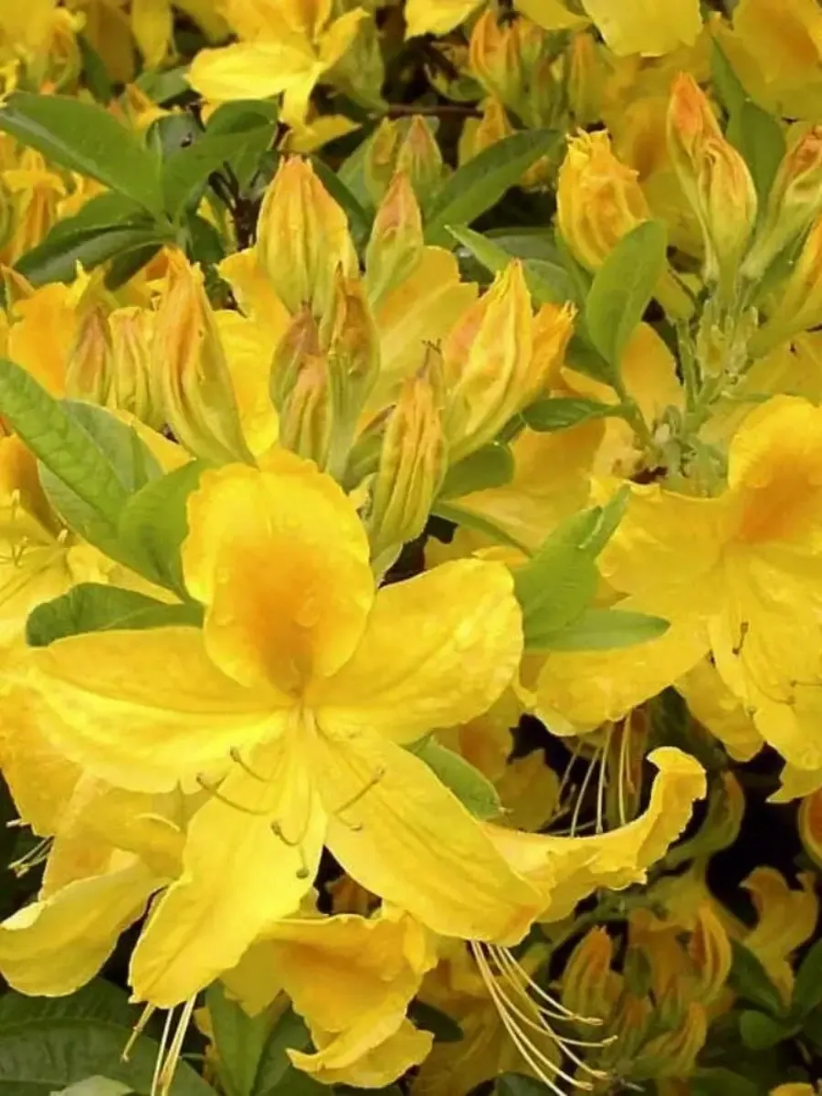 Азалия крупноцветковая Goldtopas Азалия крупноцветковая Goldtopas