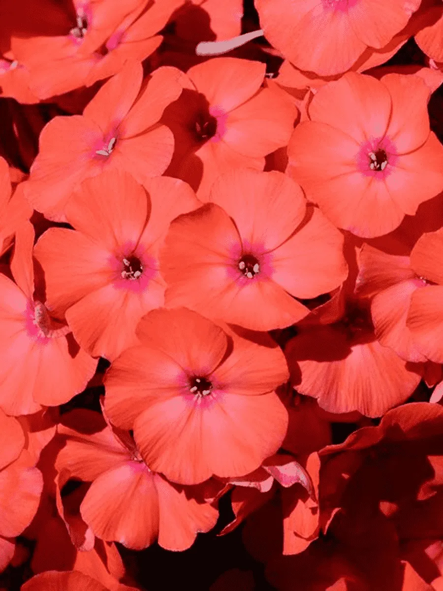 Флокс метельчатый Younique Orange