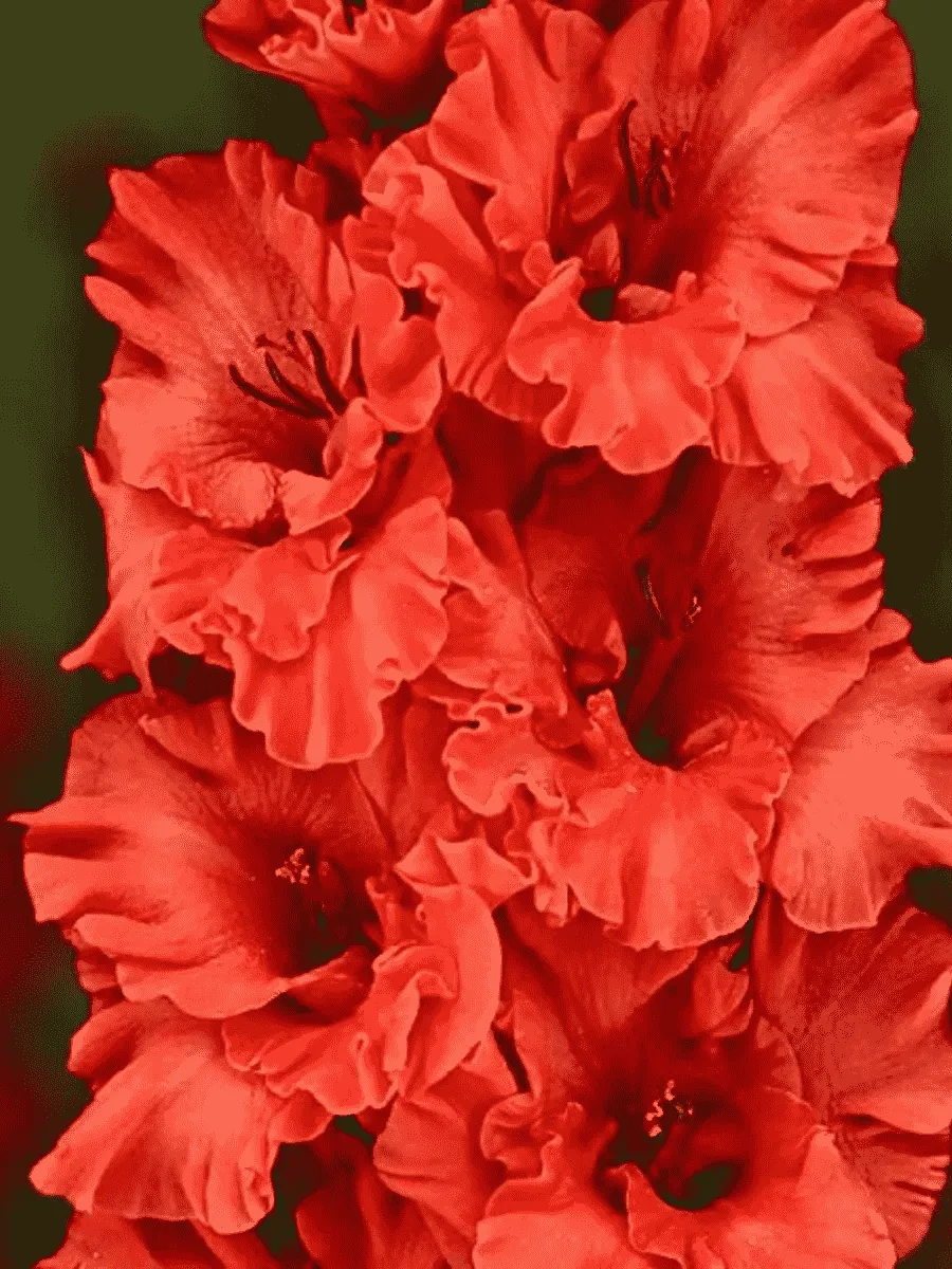 Гладиолус Fire Ruffle