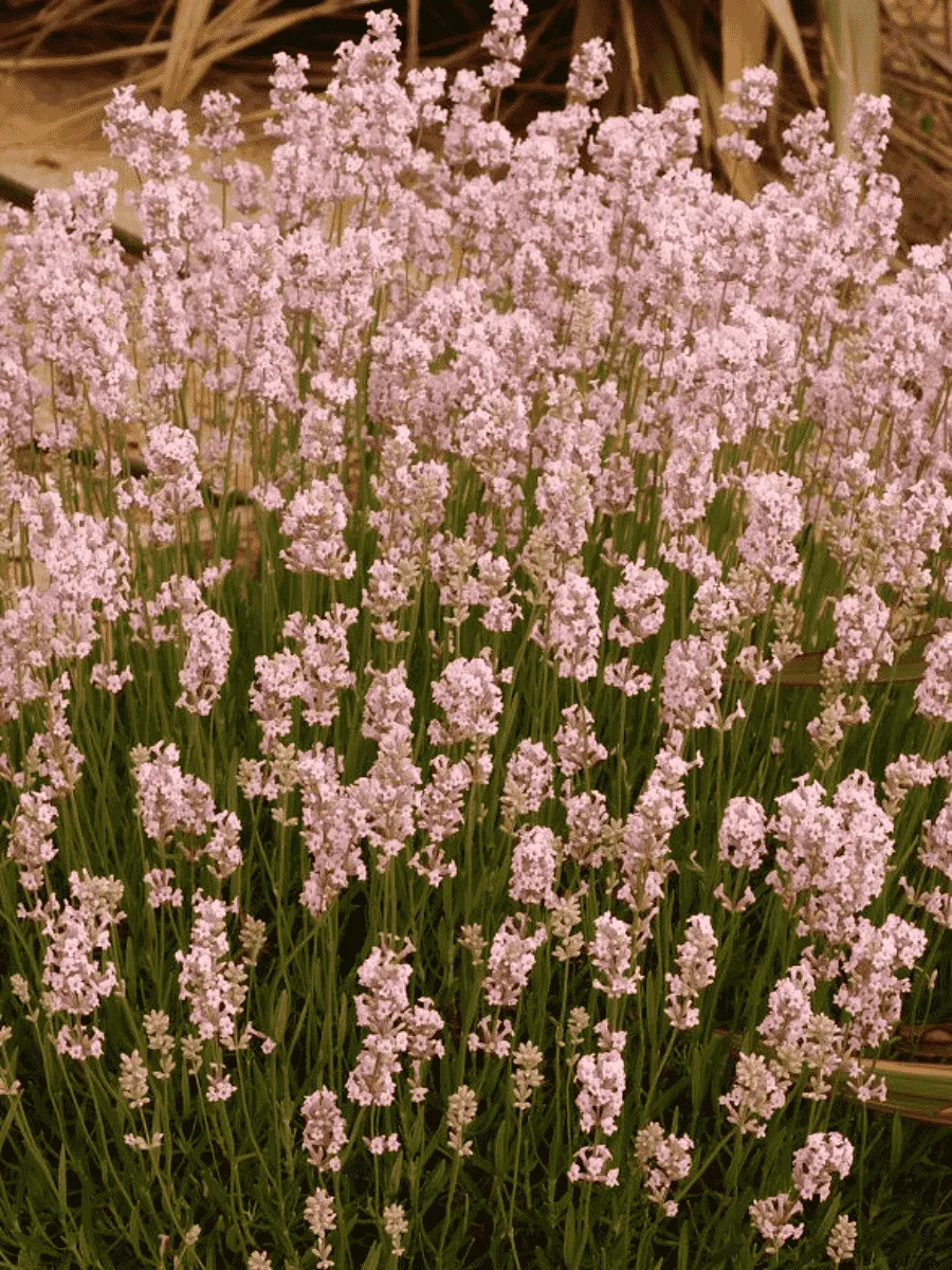 Лаванда узколистная Loddon Pink Лаванда узколистная Loddon Pink