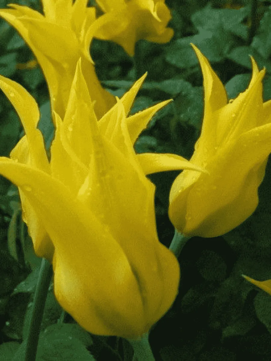 Тюльпан Dancing Show