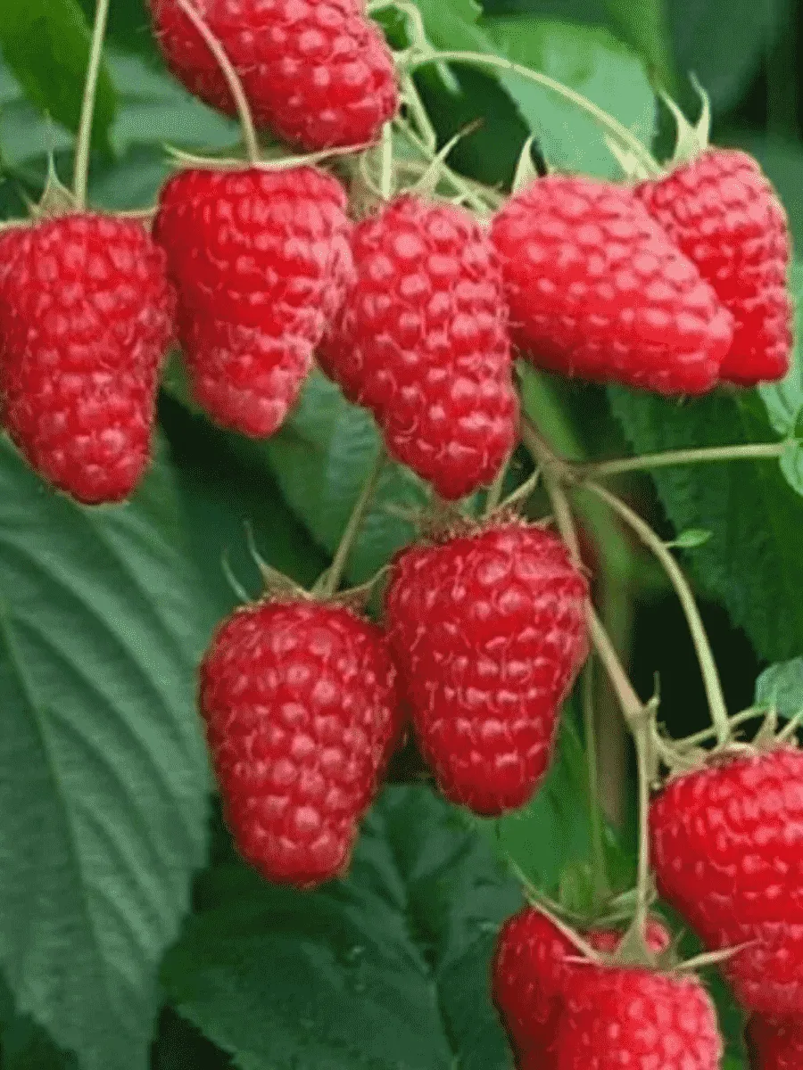 Малина Tulameen Малина Tulameen