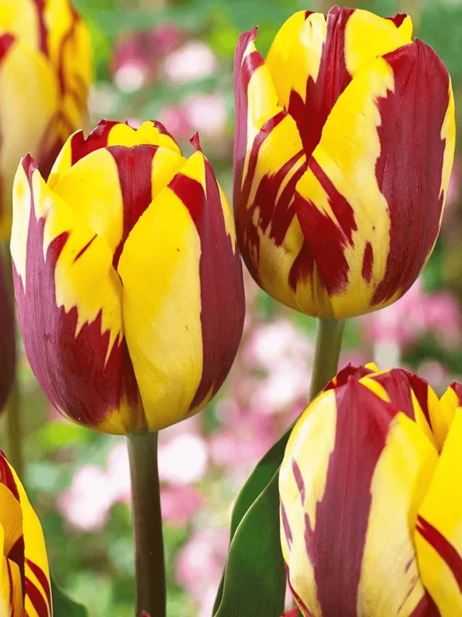 Тюльпан Helmar