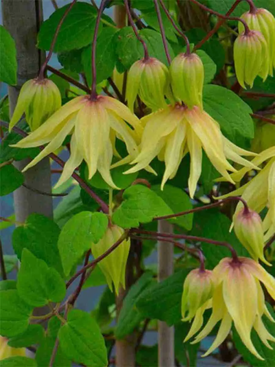 Клематис гибридный Golden Dream