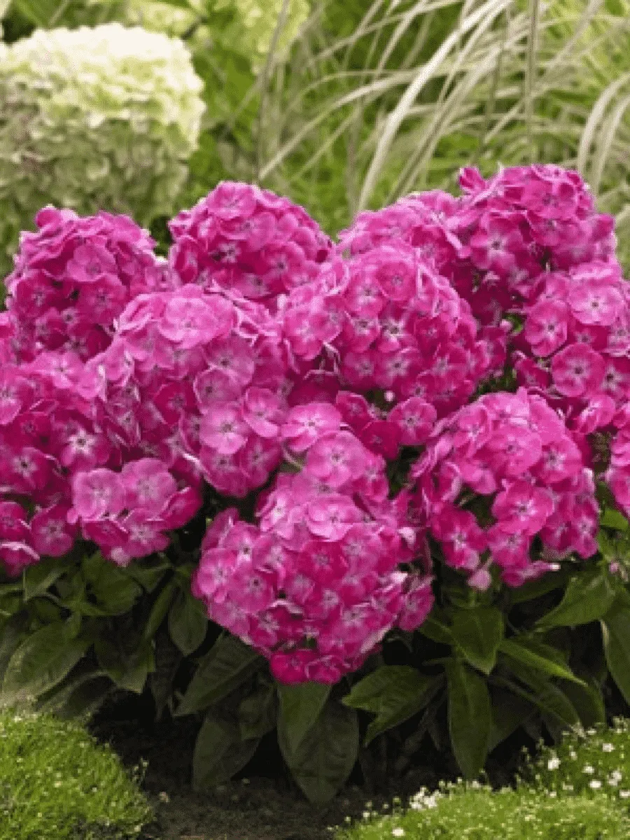 Флокс метельчатый Bambini Sweet Tart