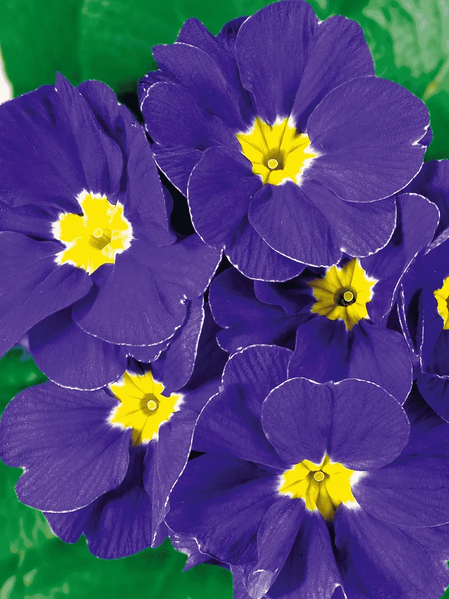 Примула Hethor Blue Flame