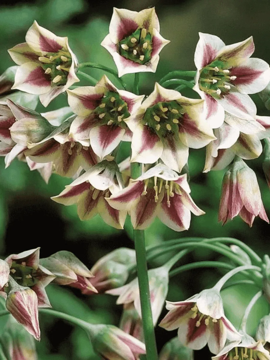 Лук декоративный  Nectaroscordum Siculum Лук декоративный  Nectaroscordum Siculum