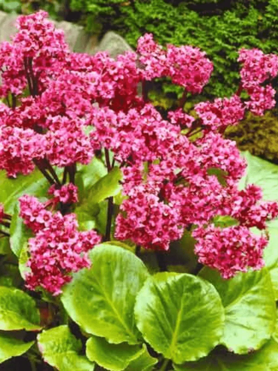 Бадан Бадан