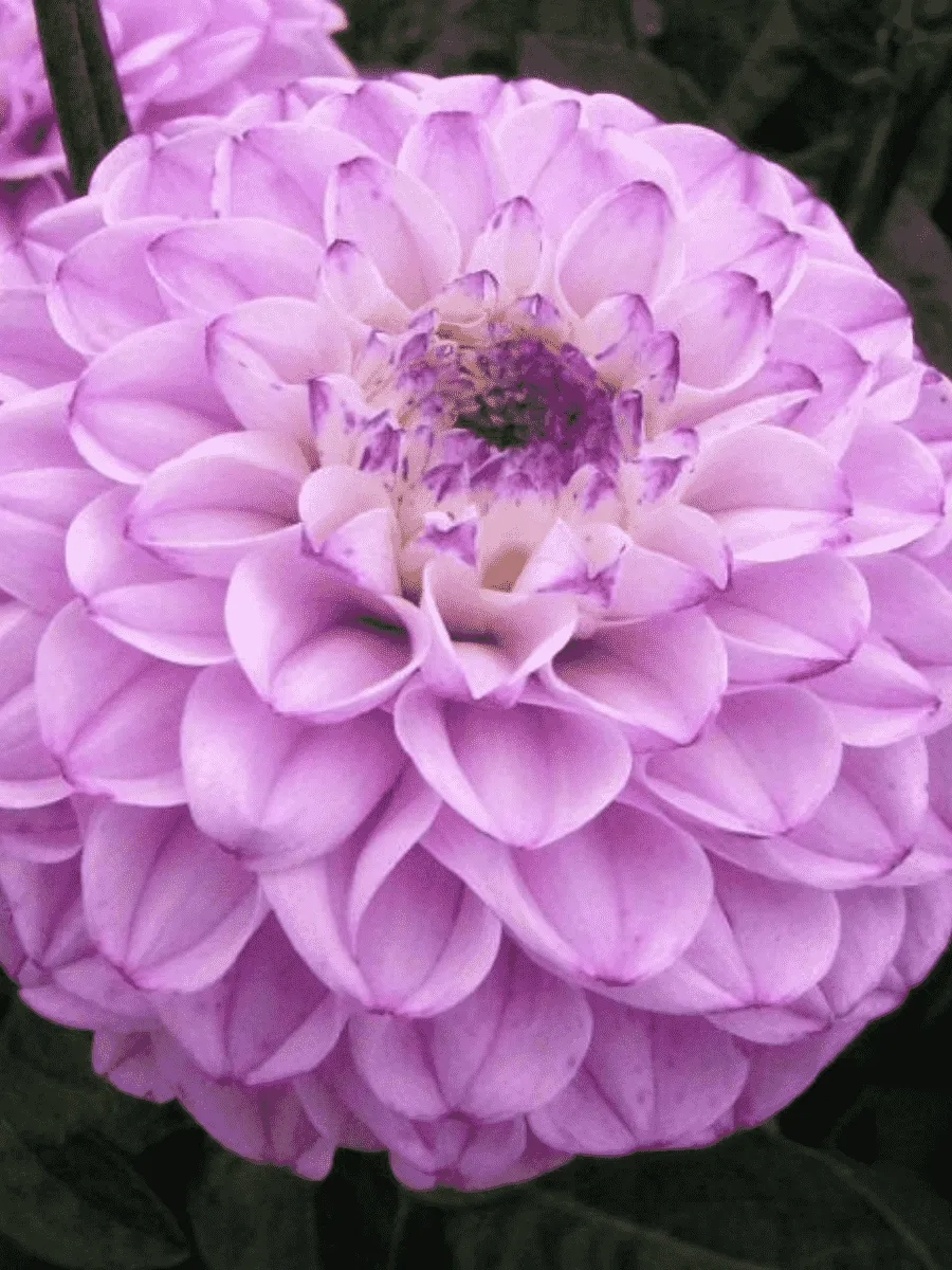 Георгина Genova