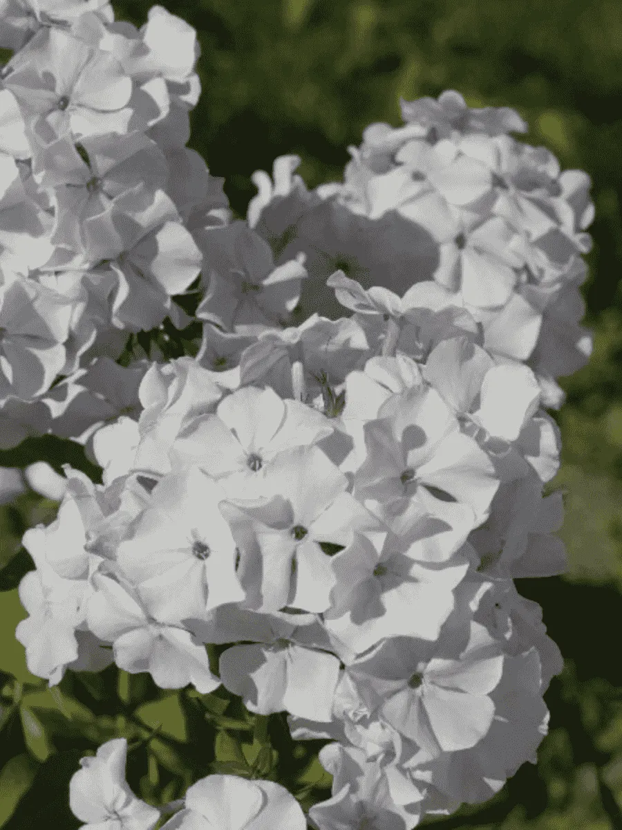 Флокс метельчатый Дружок