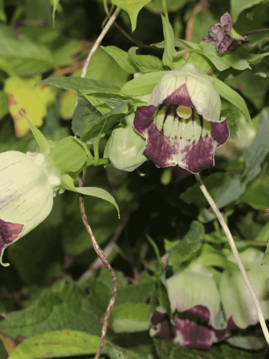 Кодонопсис Кодонопсис