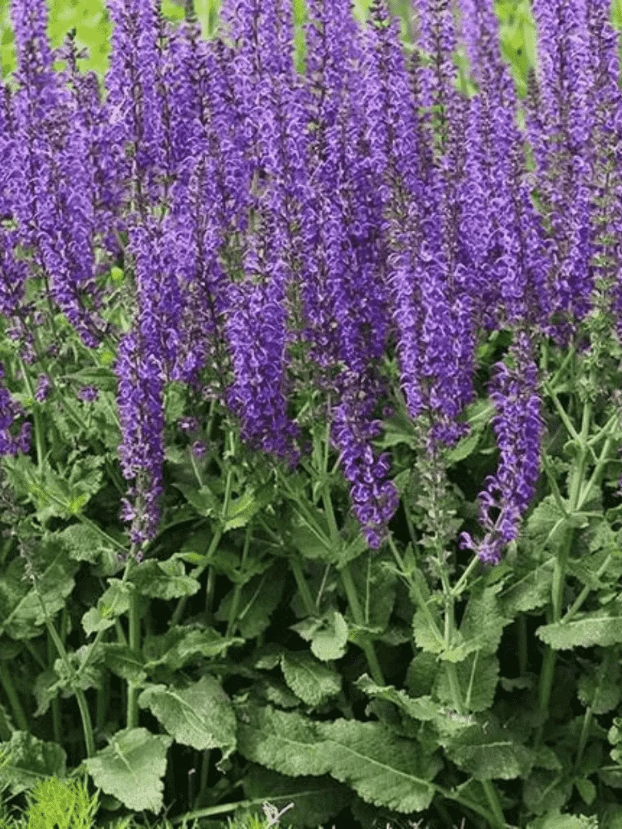 Шалфей дубравный Konigin Violet