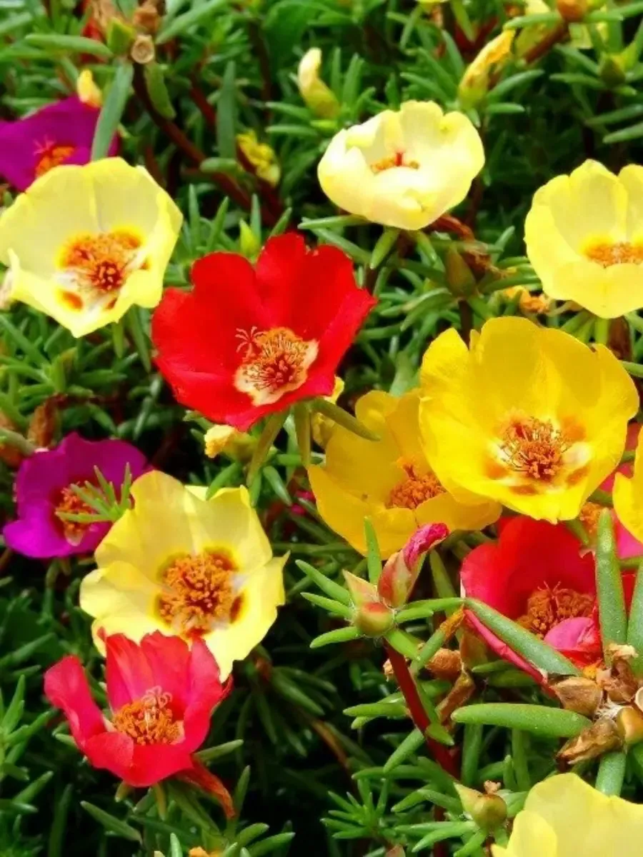 Портулак Портулак