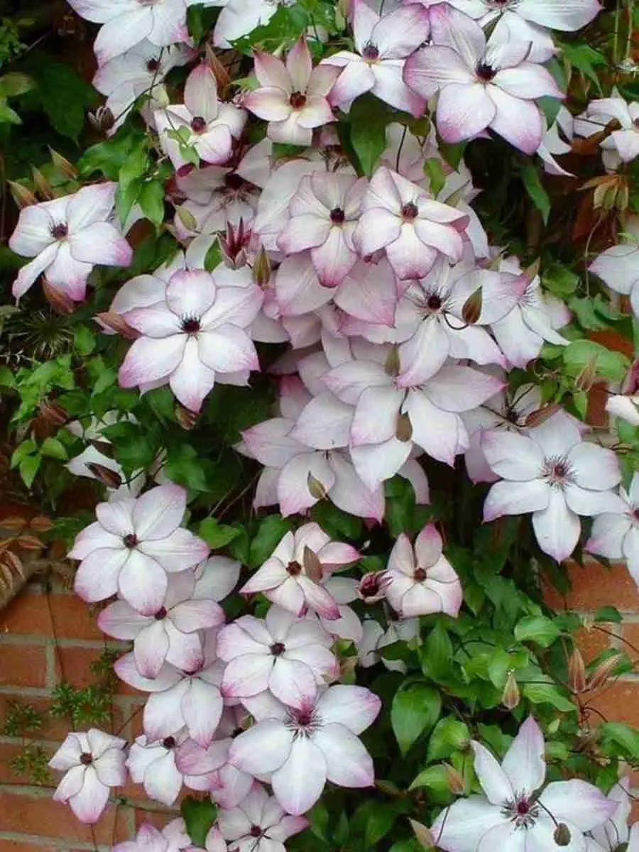 Клематис Utopia