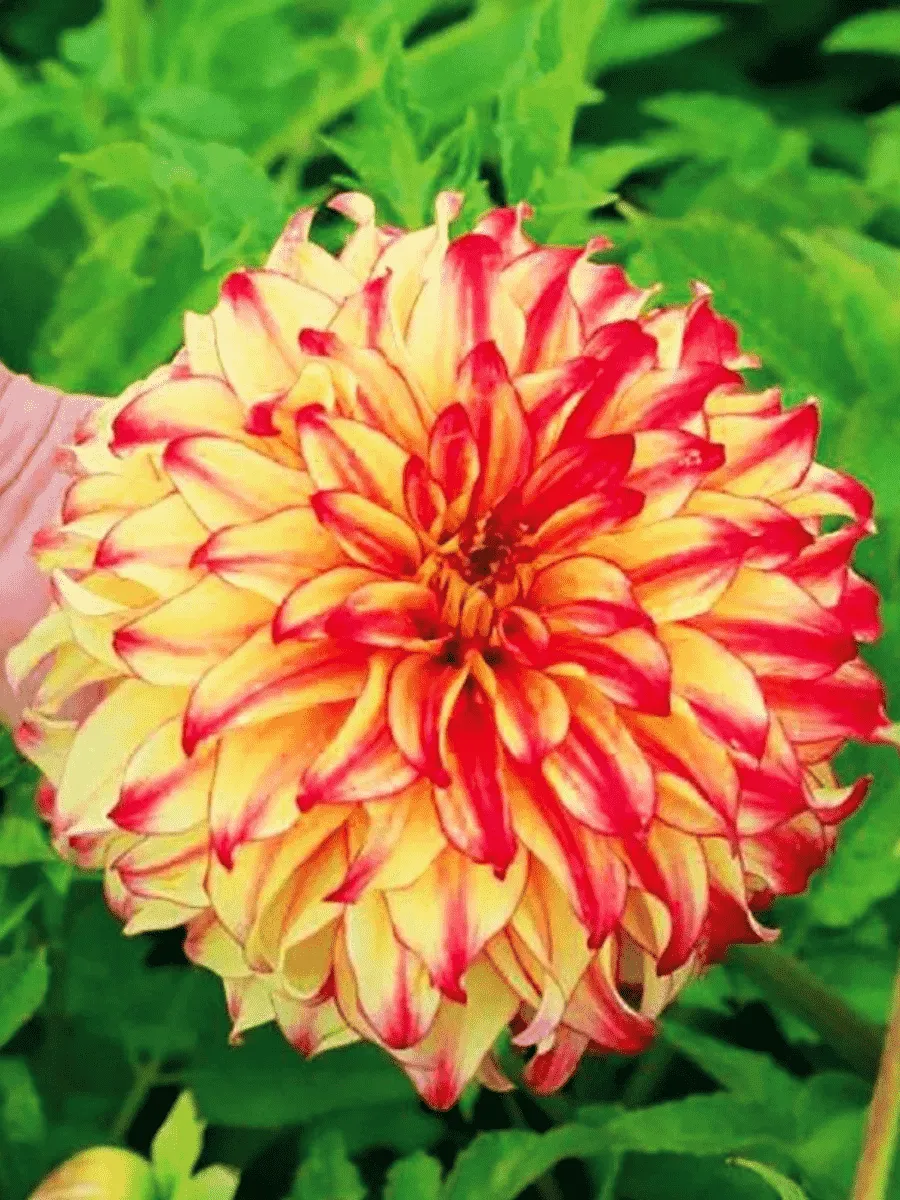 Георгина Lady Darlene