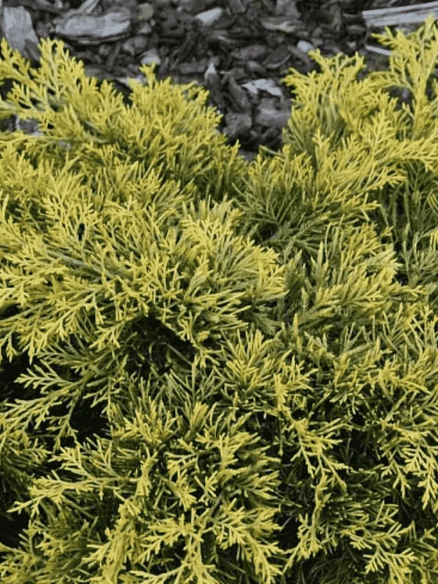 Можжевельник средний Golden Saucer