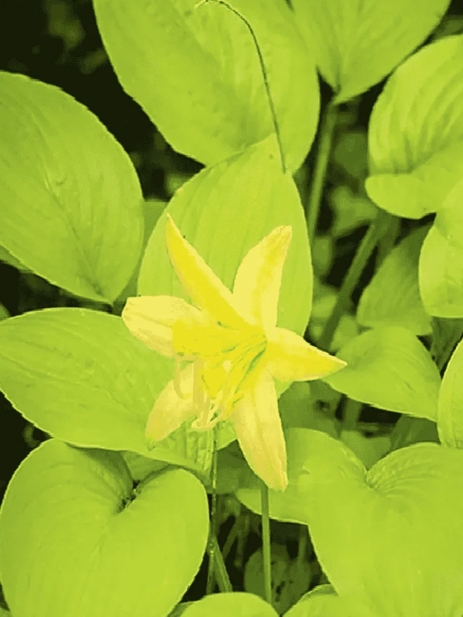 Хоста Miracle Lemony