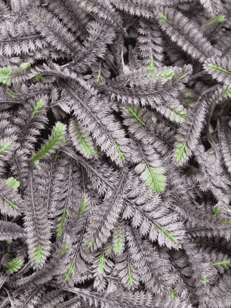 Лептинелла Лептинелла