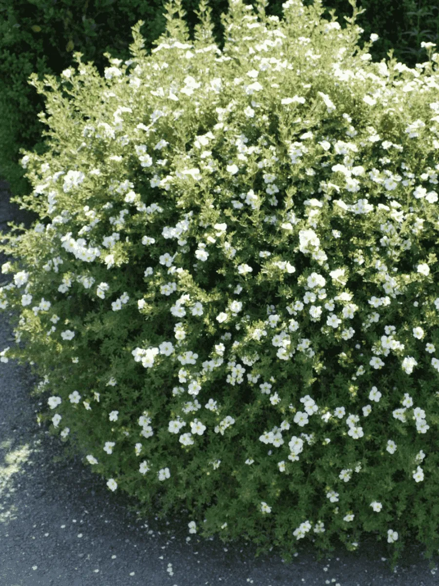 Лапчатка кустарниковая  Abbotswood