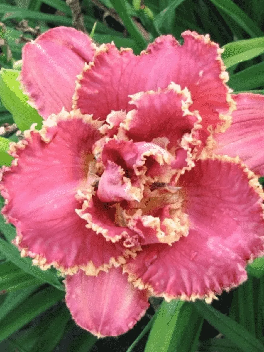 Лилейник Venetian Fringe