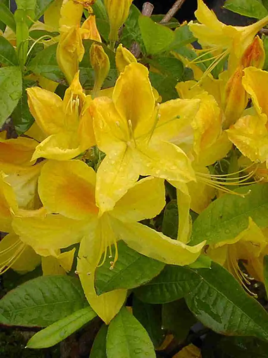 Азалия крупноцветковая Goldtopas Азалия крупноцветковая Goldtopas