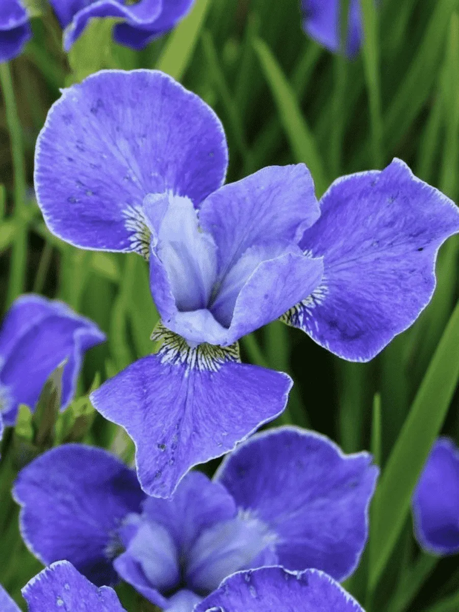 Ирис сибирский Silver Edge