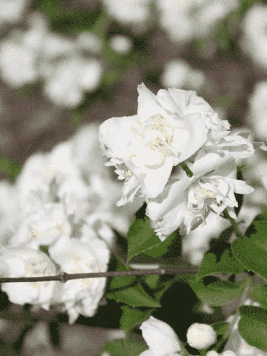 Чубушник гибридный Bouquet Blanc Чубушник гибридный Bouquet Blanc