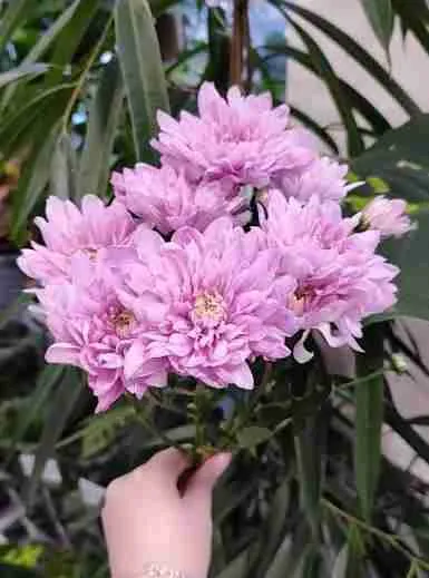 Хризантема Baltica Pink