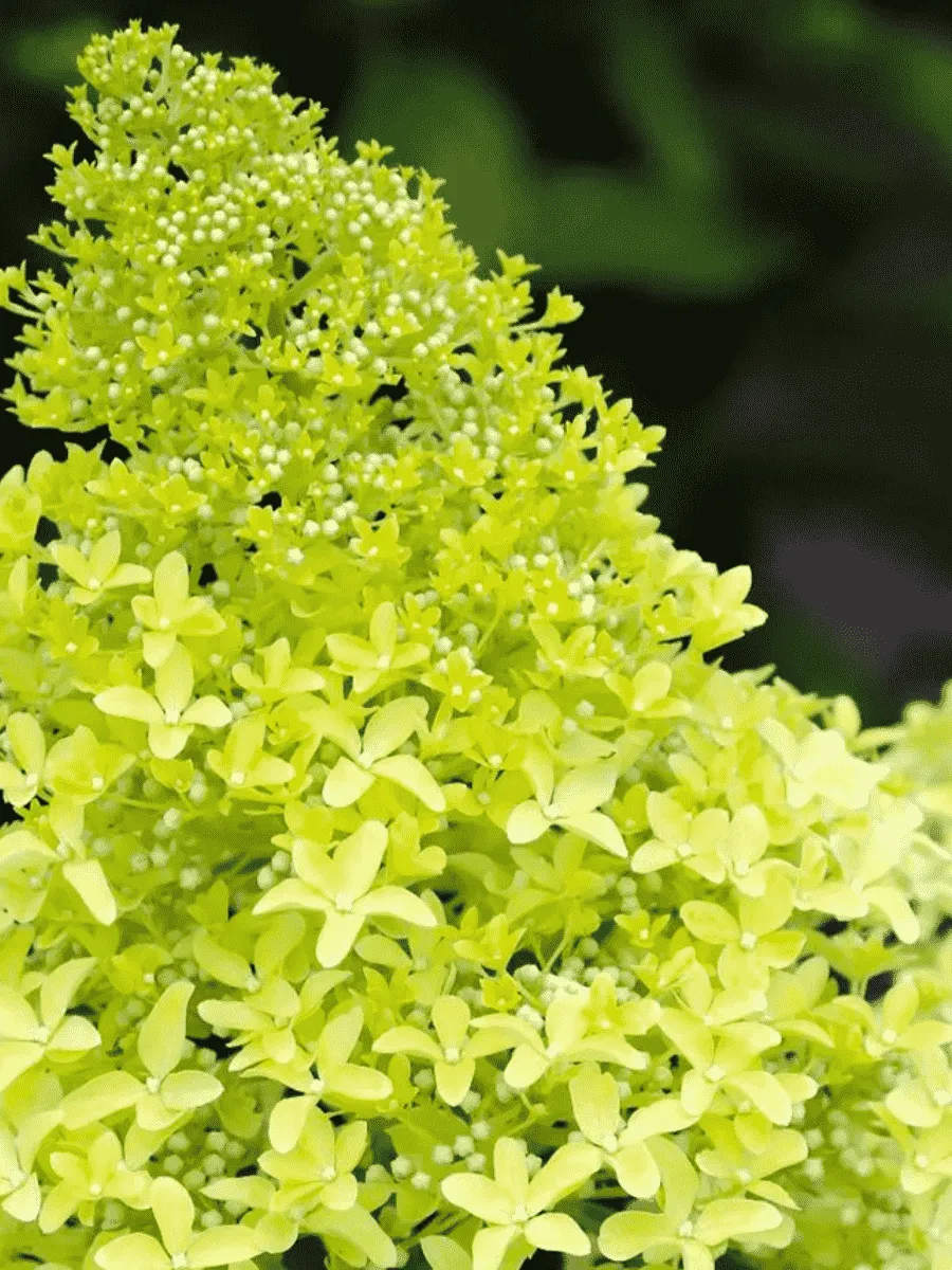 Гортензия метельчатая Magical Lime Sparkle
