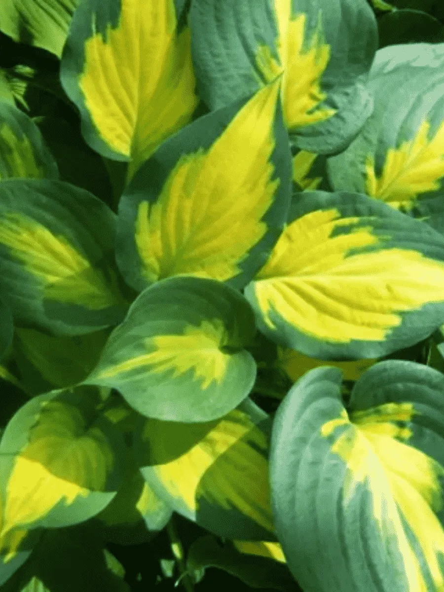 Хоста Forbidden fruit