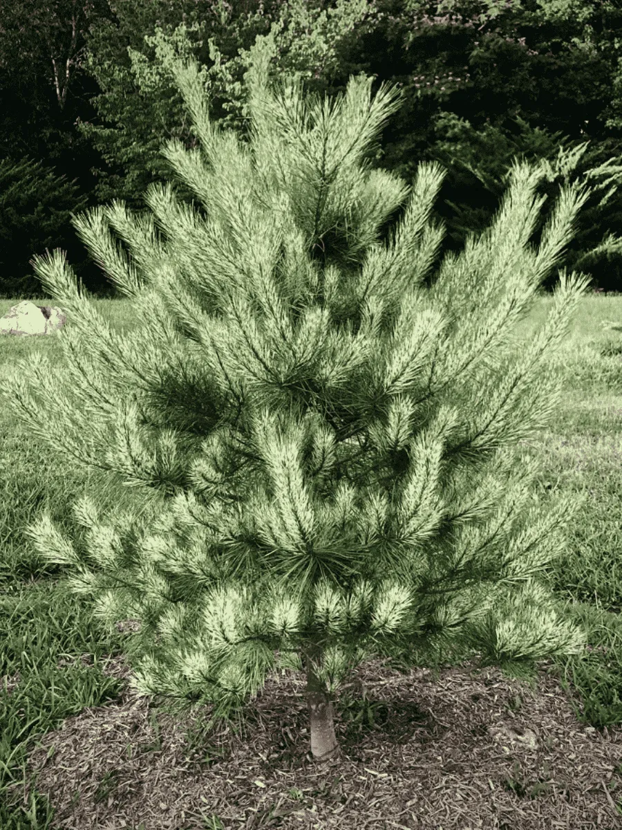 Сосна густоцветковая Burke's Red Variegated Сосна густоцветковая Burke's Red Variegated