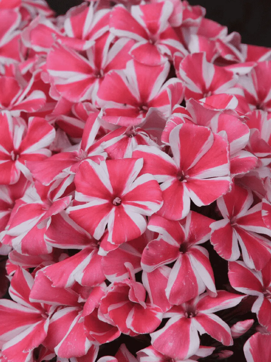 Флокс метельчатый Peppermint Twist