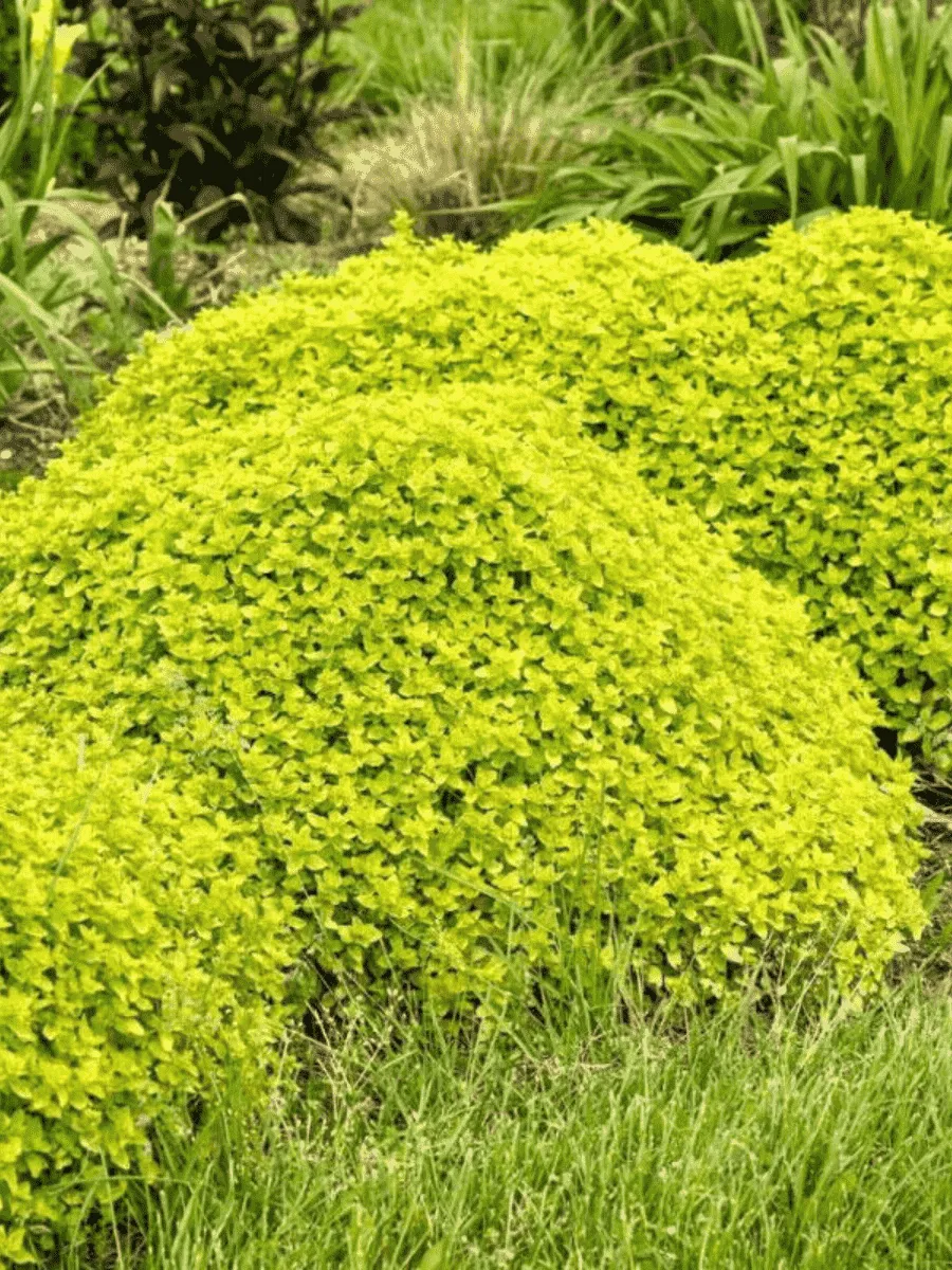 Душица обыкновенная Gold nugget