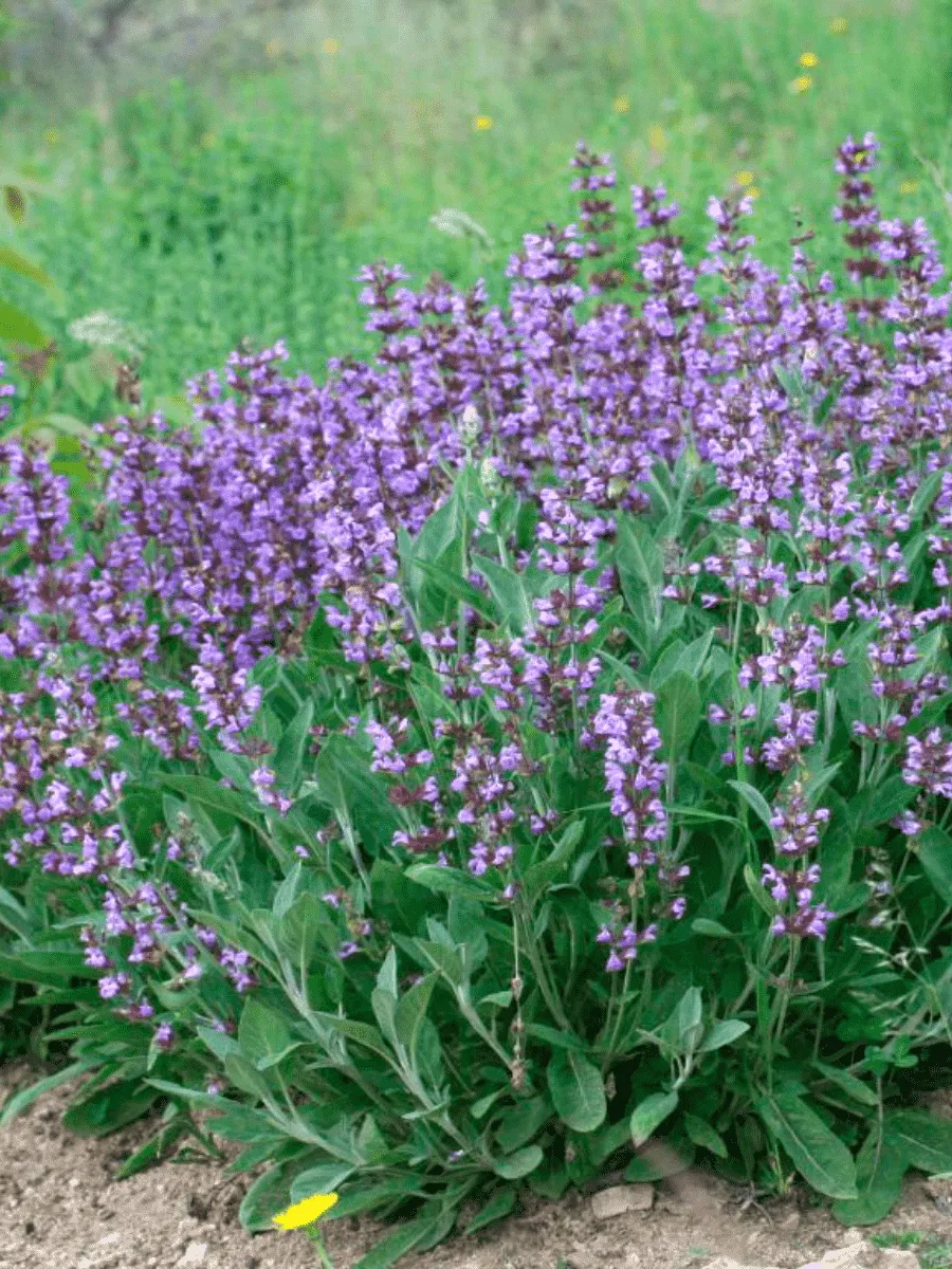 Шалфей Шалфей