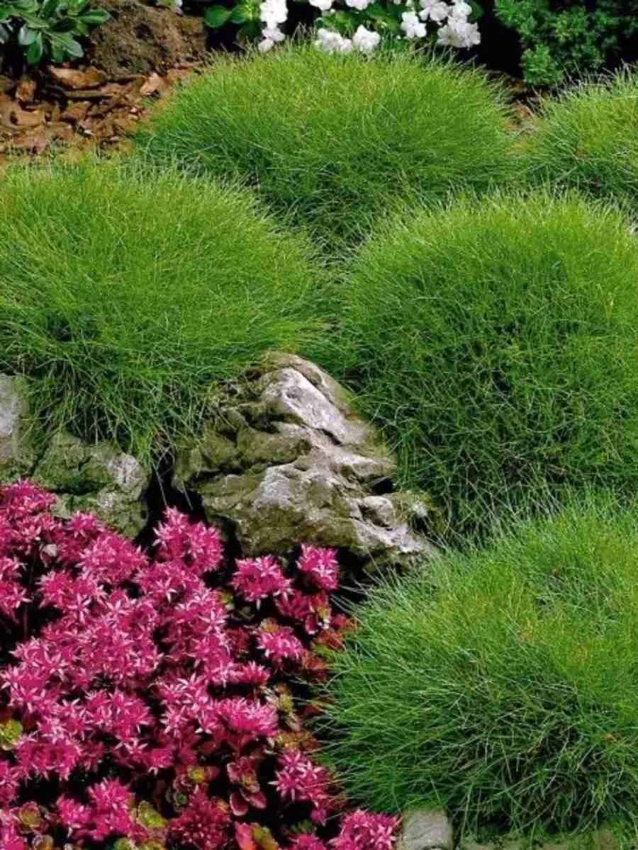 Овсяница Гаутера Pic Carlit Овсяница Гаутера Pic Carlit