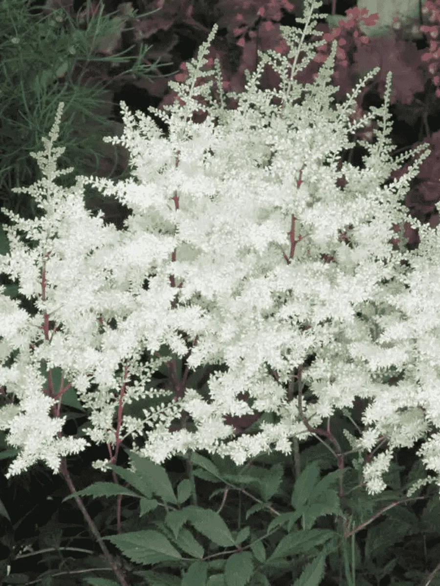 Астильба японская Ellie Астильба японская Ellie