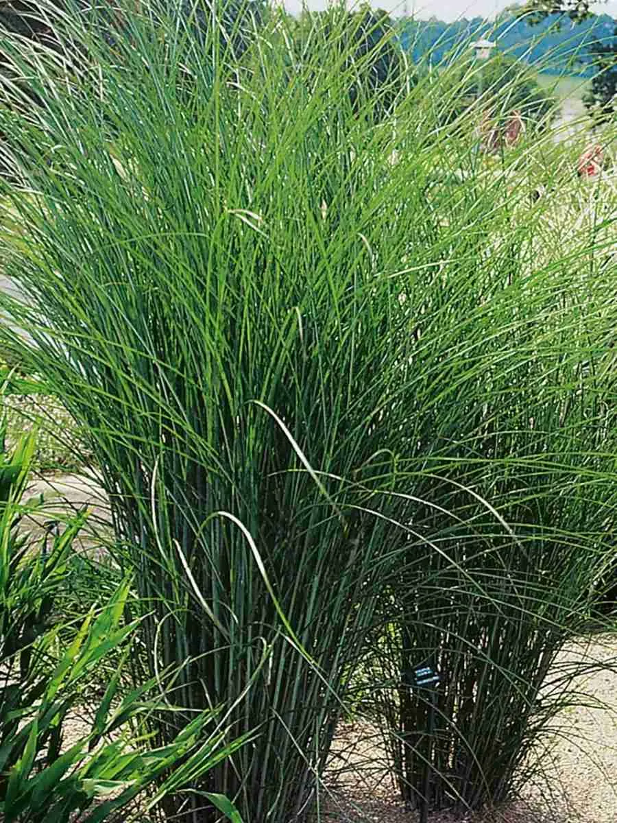 Мискантус китайский