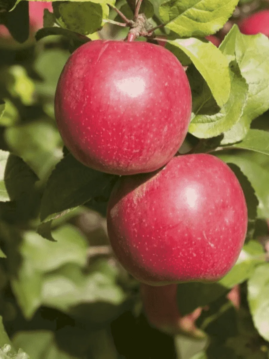 Яблоня Коваленковское