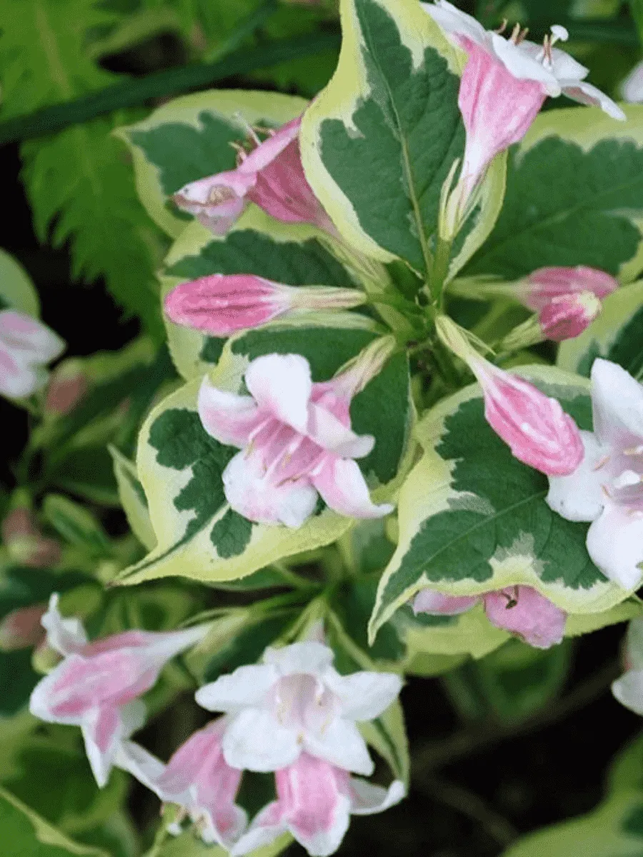Вейгела цветущая  Variegata